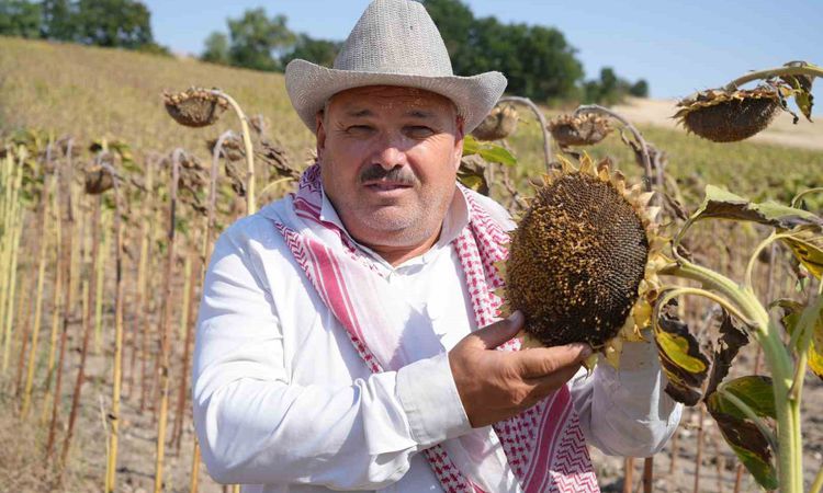 Trakya'da Ayçiçeği Hasadında Bereket - Son Dakika | İşte Tüm Ayrıntılar