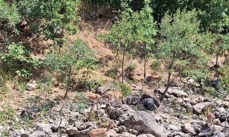 Gündemden Son Bilgiler: Tunceli’de koruma altındaki dağ keçileri Munzur Nehri kıyısında görüntülendi - Son Dak