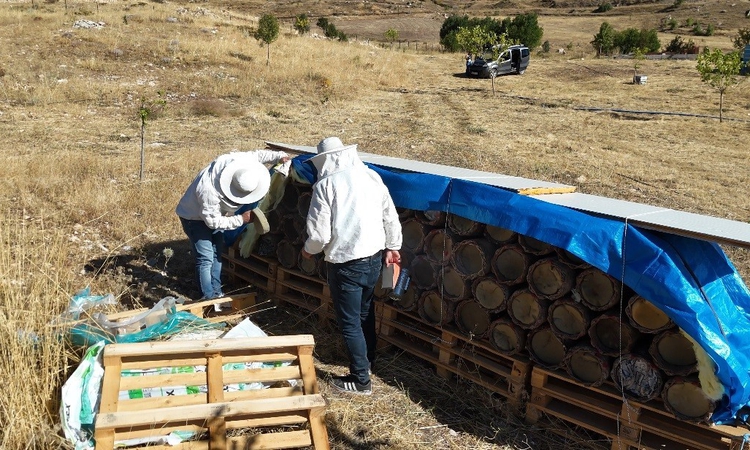 Tunceli’de yüzyıllık arıcılık geleneği yaşatılıyor