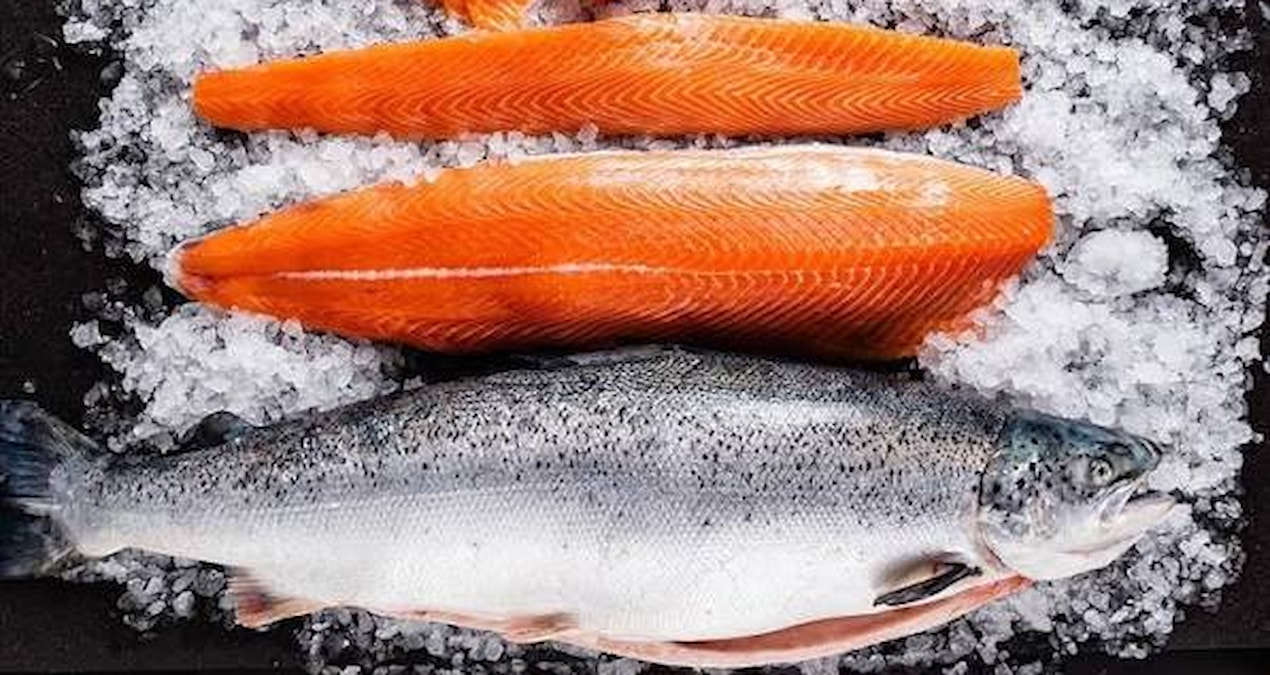 Turkish salmon exports exceeded 200 million dollars in 6 months - News
