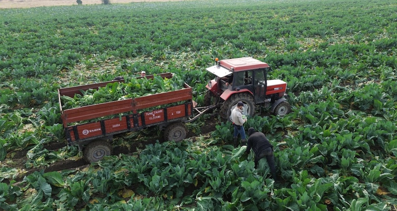 Türkiye'nin dört bir yanına gönderiliyor: Tarlada 8, markette 50 lira - En Son Haber: Gelişmeler Takip Ediliyo