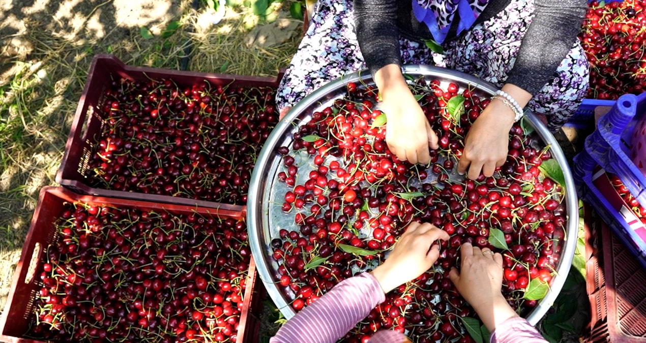 Cherry harvest has started in Uluborlu: 20 thousand tons of export target at the end of the season - Latest News