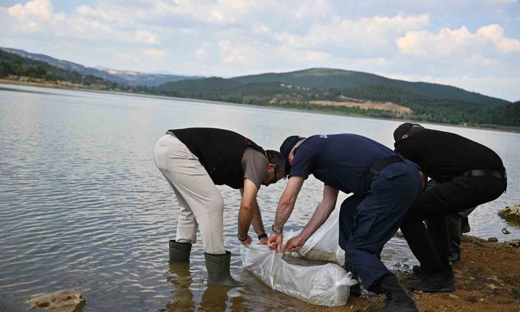 Gündemden Son Bilgiler: Uşak’ta Göğem Göleti’ne pullu sazan yavruları bırakıldı - Son Dakika - Son Dakika Bilg