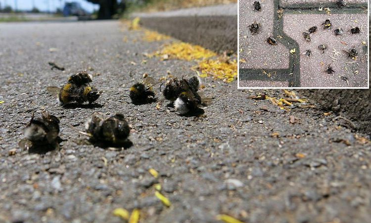 Uzmanlardan şaşırtan demeç! Kaldırımlardaki ölü arıların nedeni gözler önüne serildi - Son Dakika Haberleri |