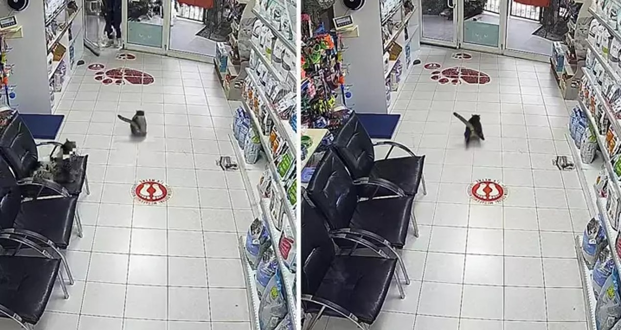 Ayrıntılar Netleşti: Veterinerdeki kedi dehşete kapıldı! Art arda üç kere torpil attılar - En Son Haber