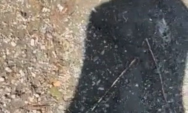 Son Gelişme: Yakaladığı yılanla arkadaşını kovaladı - Haberleri