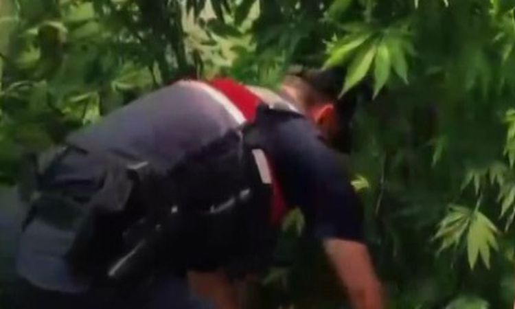 Ayrıntılar Netleşti: Yalova’da evlerinin bahçesine kenevir eken 2 şüpheli gözaltı işlemi uygulandı - Haberleri