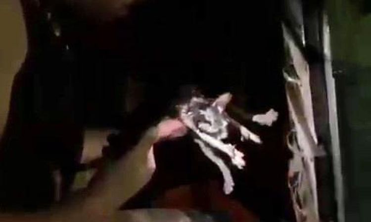 The cat trapped in the fire was rescued by firefighters - Breaking News