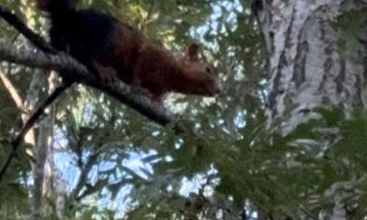 The squirrel that landed in the garden of the plateau house was seen looking for food - News