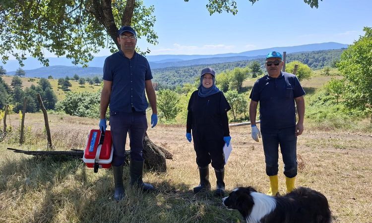 Ayrıntılar Netleşti: Yaylada küçükbaş hayvanlara aşılama ve küpeleme yaptılar - Son Dakika ve Merak Edilenler