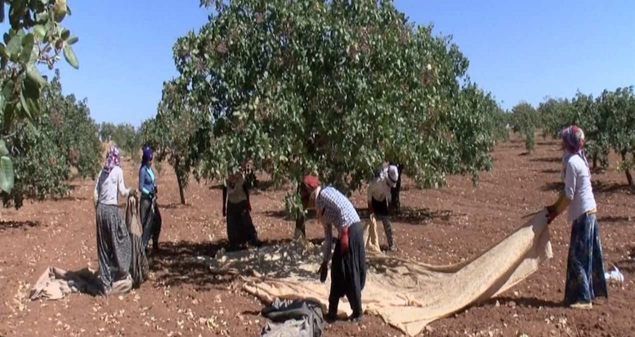Yeşil altın hasadı başlıyor: 120 bin ton rekolte bekleniyor - Son Dakika