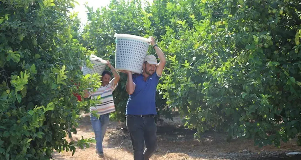 Gündemden Son Bilgiler: Yılın ilk hasadı resmen start aldı, kilosu 600 TL'den kapış kapış satılıyor - Haberler