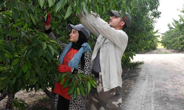 Harvest shift in the giant cherry garden in Yozgat - Breaking News