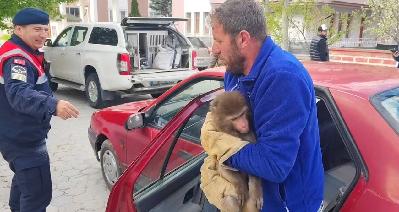 Ayrıntılar Netleşti: Yozgat'ta sürpriz misafir: Köy yolunda maymun bulundu - En Son Haber ve Merak Edilenler
