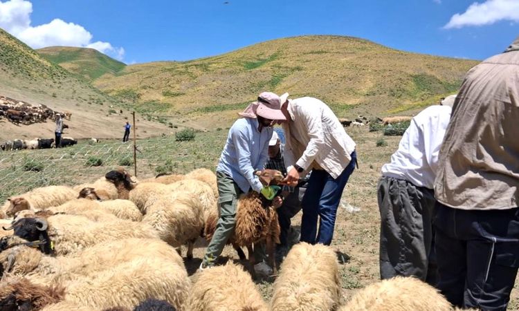 Animal vaccination and identification studies continue in Yüksekova - Breaking News