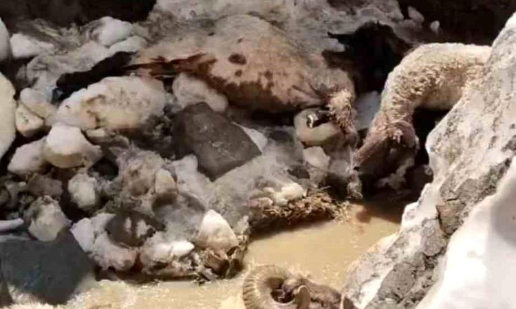 Snowdrift collapse in Yüksekova kills 25 small livestock.