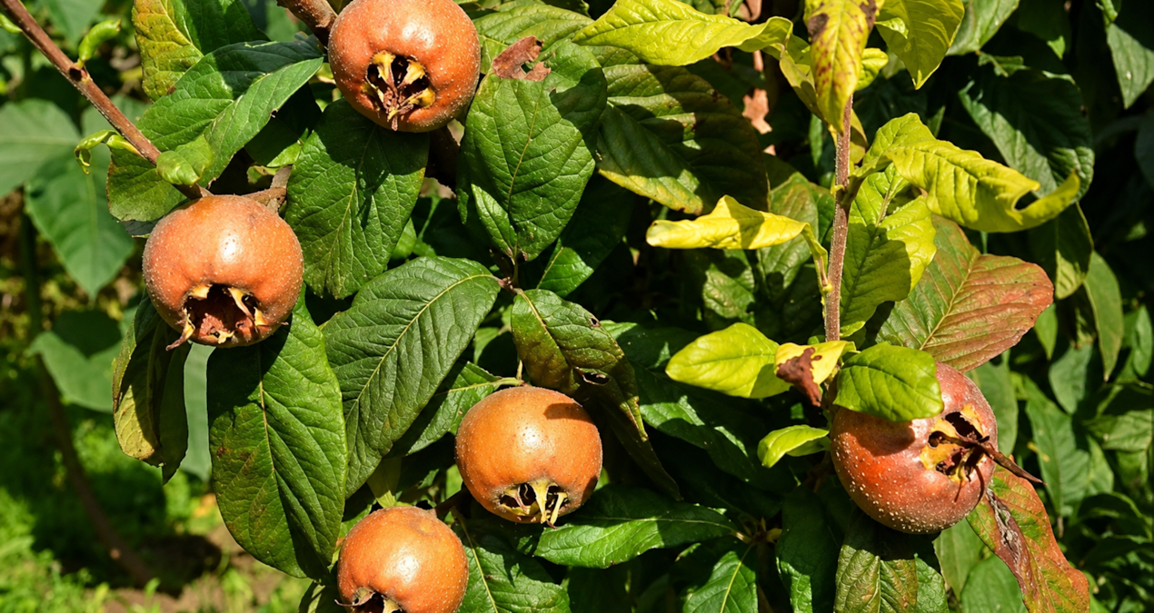 It was once a favorite: 3 trees of the fruit whose name everyone has forgotten were found - Latest News