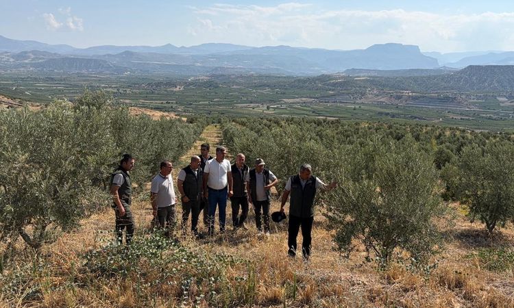 Zeytin ağaçlandırması orman köylüsüne gelir kapısı oluyor - Haberleri ve Merak Edilenler