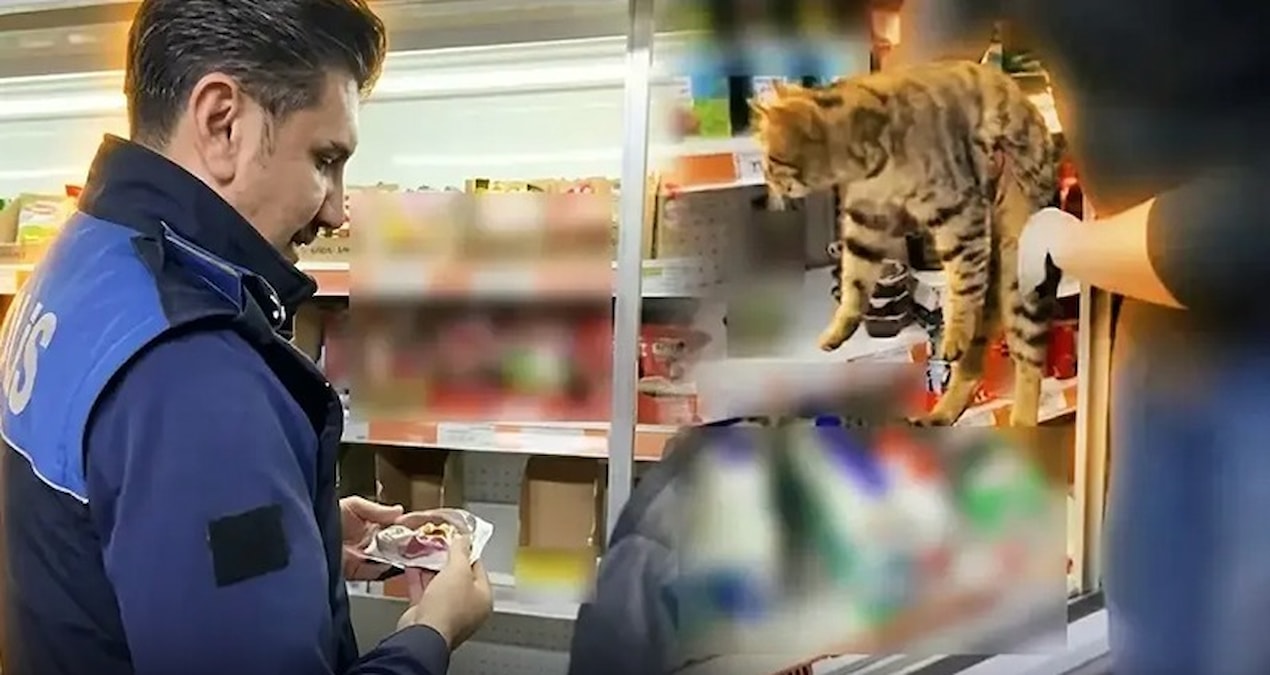 Son Gelişme: Zincir market denetiminde skandal: Tavuk dolabından kedi çıktı - Son Dakika ve Merak Edilenler