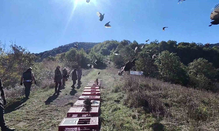 Zonguldak’ta sülünler DKMP ve jandarma ekiplerinin katılımıyla doğaya salındı: Gelişmeler Takip Ediliyor